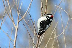 Downy Woodpecker